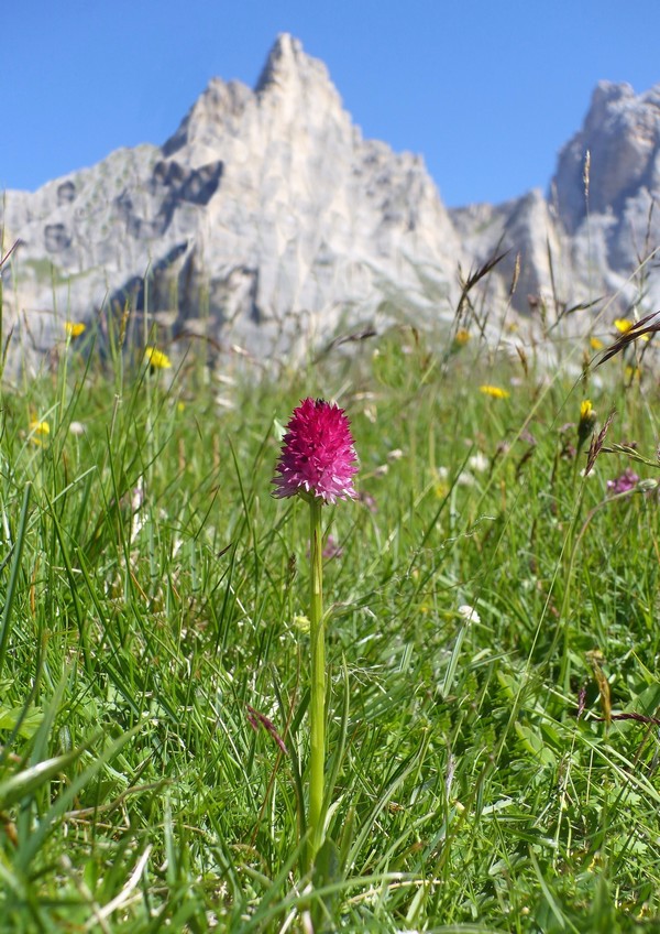 MONDEVAL: le orchidee e la preistoria.